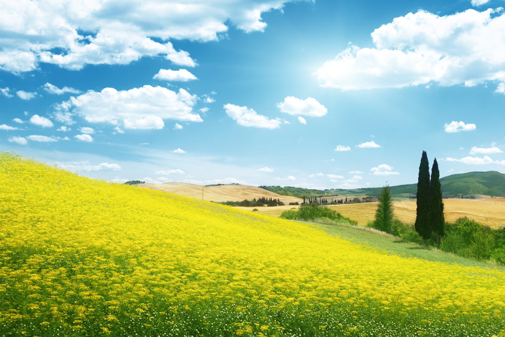 field of yellow flowers Tuscany, Italy